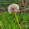 Dandelion white flower naturally with green grass