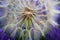 Dandelion white flowers over lavender flowers