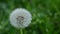 Dandelion white head. Close up macro image of dandelion seed heads with delicate lace-like patterns. Detail shot of a