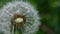 Dandelion white head. Close up macro image of dandelion seed heads with delicate lace-like patterns. Detail shot of a