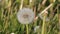 Dandelion white seed head blowball