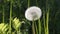 Dandelion white seed head blowball and green grass