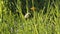 Dandelion white seed head blowball and green grass