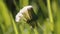 Dandelion white seed head blowball and green grass