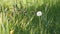 Dandelion white seed head blowball and green grass