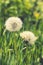 Dandelion white with seeds. Ripe dandelion. Blowball of Taraxacum plant on long stem. Dandelions snuggled in the grass. Close up