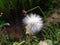 dandelion wild in the field