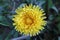 Dandelion, wild flowers in the meadow. Taraxacum officinale