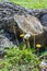 Dandelion and Wildflowers Near the Stump