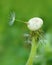 Dandelion after a wind