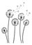 Dandelion wind blow background. Black silhouette with flying dandelion buds on white. Abstract flying blow dandelion