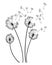 Dandelion wind blow background. Black silhouette with flying dandelion buds on white. Abstract flying seeds. Decorative