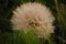 Dandelion wish nature wildlife plant