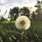 A dandelion wish and your dream comes true.