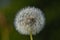 Dandelion withered, Taraxacum officinale, seeds, Bavaria, Germany, Europe