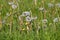 Dandelion withered, Taraxacum officinale, seeds, Bavaria, Germany, Europe