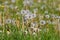 Dandelion withered, Taraxacum officinale, seeds, Bavaria, Germany, Europe