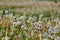 Dandelion withered, Taraxacum officinale, seeds, Bavaria, Germany, Europe