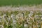 Dandelion withered, Taraxacum officinale, seeds, Bavaria, Germany, Europe