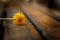 Dandelion on wood background.