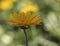 Dandelion yellow Barberton daisy . Side view . Close up