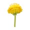 Dandelion Yellow Bloomed Flower Bud on Stem Isolated on White Background Vector Illustration