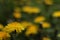 Dandelion yellow field green contrast