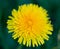 Dandelion yellow flower.