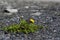 Dandelion with yellow flower, survival artist weed on a gravel r