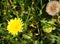 Dandelion yellow flower.  Taraxacum, Asteraceae flowering plant grows in nature.