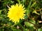 Dandelion yellow flower.  Taraxacum, Asteraceae flowering plant grows in nature.