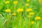 Dandelion yellow flowers field