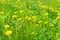 Dandelion yellow flowers field
