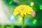 Dandelion - yellow fluffy flowers. funny dandelions smile face, cute picture. summer time season