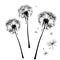 Dandelions