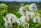 Dandelions against the background of a field of green grasse