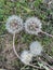 Dandelions against the ground