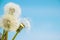 Dandelions against the sky.