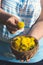 Dandelions basket held in hands. Spring medicinal plants