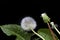 Dandelions on black background