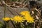 Dandelions bloomed in the clearing