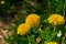 Dandelions bloomed in early summer