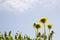 Dandelions blooming in spring in Finland