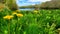 Dandelions blooming springtime lake scene