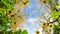 Dandelions and blossoming apple orchard, time-lapse