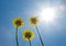 Dandelions on the blue sky. Bright sun. Sunshine.