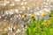 Dandelions with bokeh