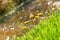 Dandelions with bokeh