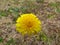 Dandelions can be beautiful too!