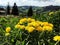 Dandelions in the Carpathian mountains